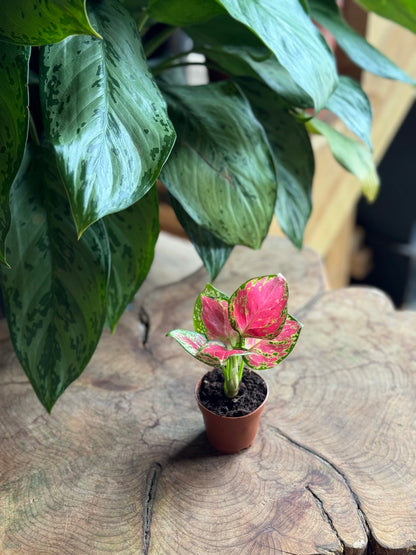 Aglaonema Richard 2"