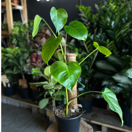 Monstera Sierrana 6"