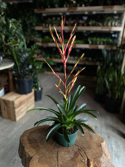 Vriesea Intenso Assorted 6”