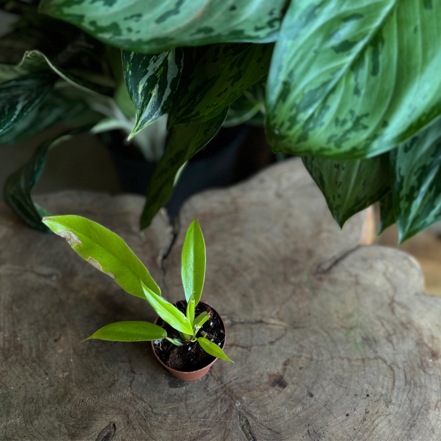 Philodendron Gergaji Golden Gator 2”