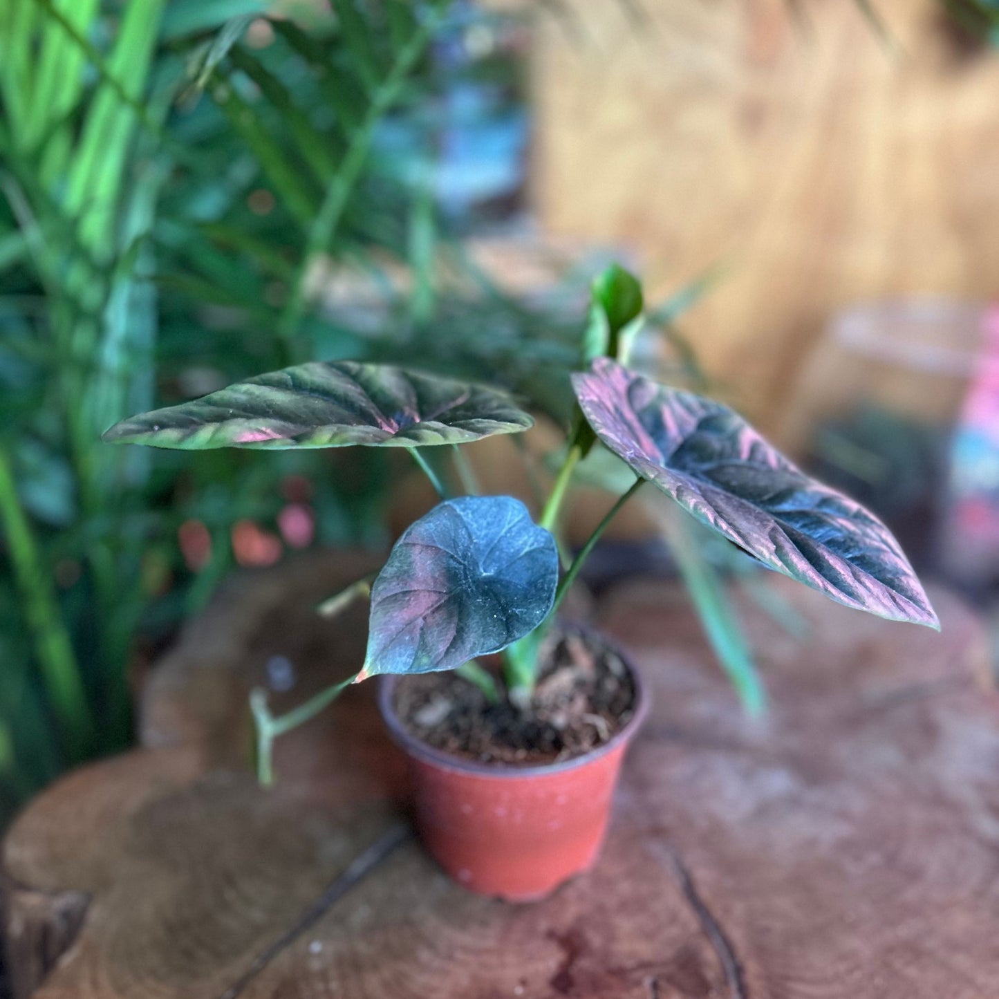 Alocasia Mirror Face 4"