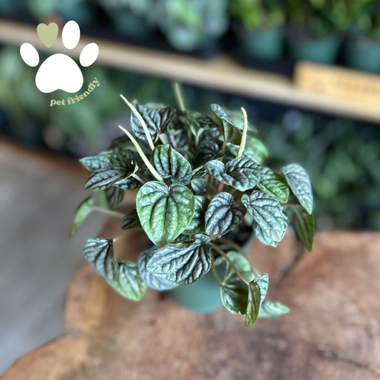Peperomia Ripple 4"