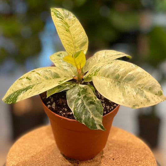 Ficus Shiverina 4”