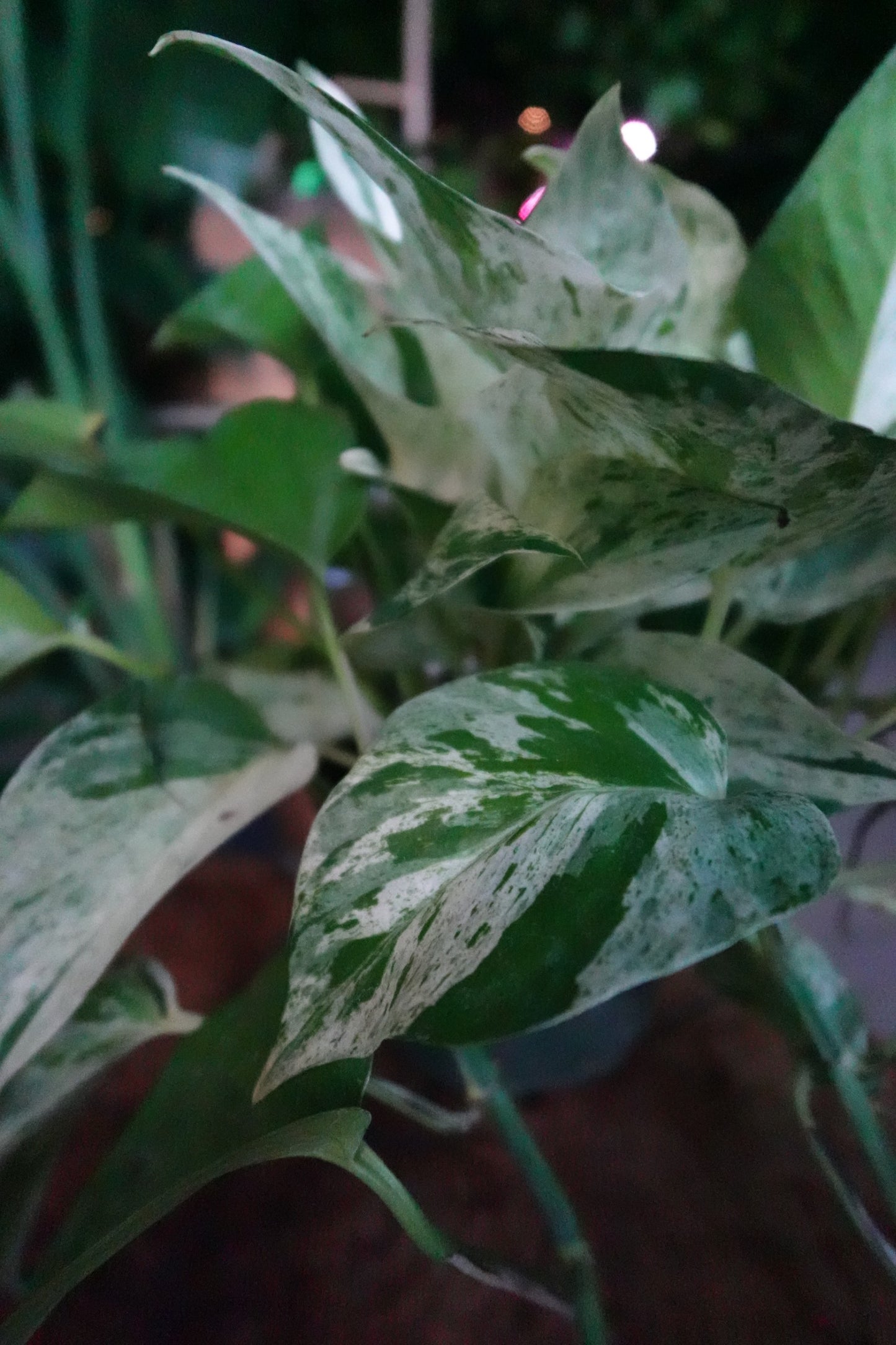 Pothos Diamond 6"