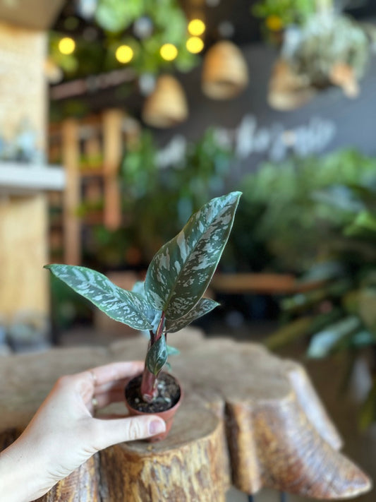 Homalomena Purple Sword 2”