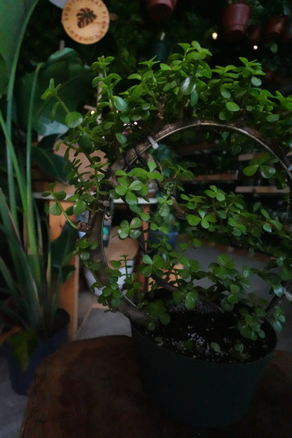 Portulacaria Afra Moon Bonsai 8"