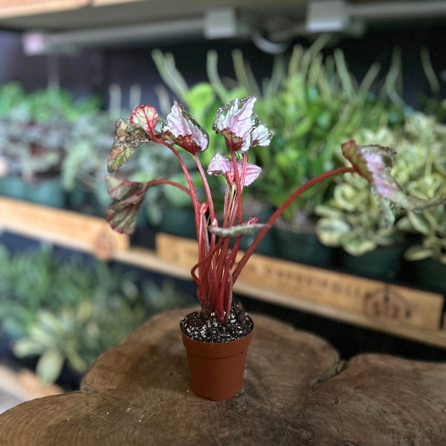 Begonia Pink 2"