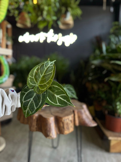 Anthurium Crystallium x Magnificum 4”