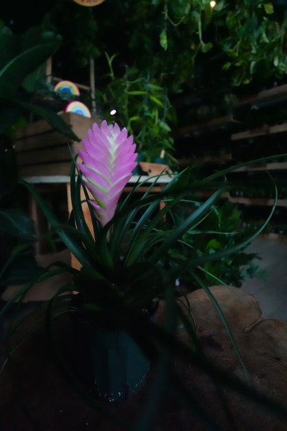 Tillandsia Cyanea 4”
