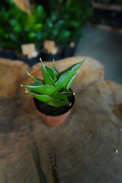 Sansevieria Green Tower 2"