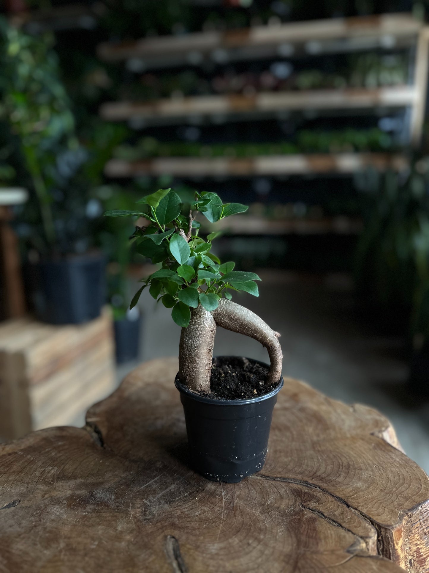 Ficus Ginseng 4”