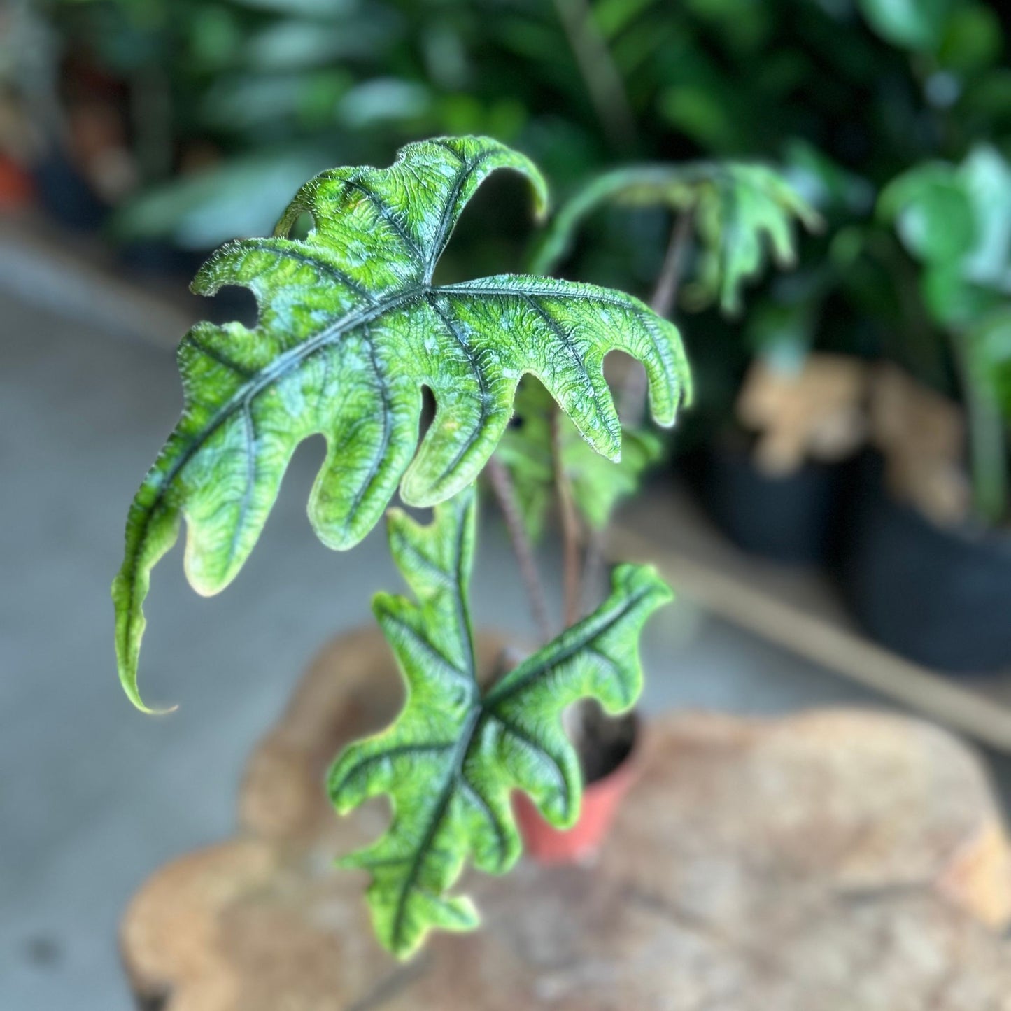 Alocasia Jacklyn 4”