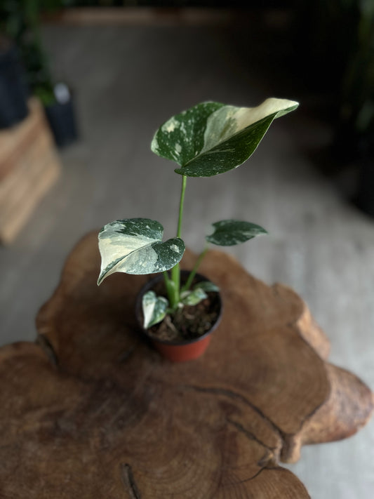Monstera Thai Constellation 4”