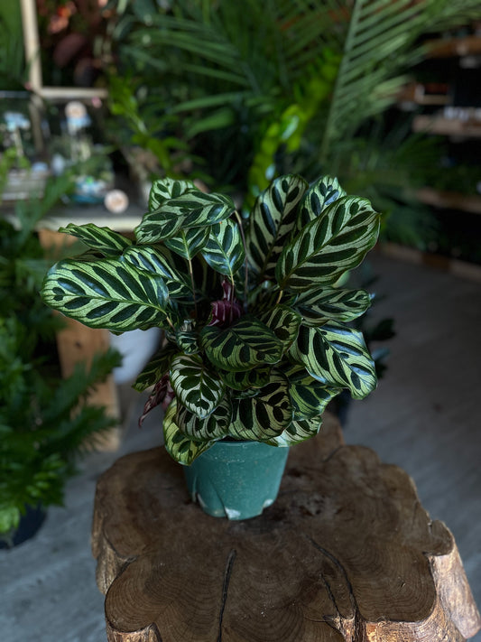 Calathea (Peacock) Makoyana 8”