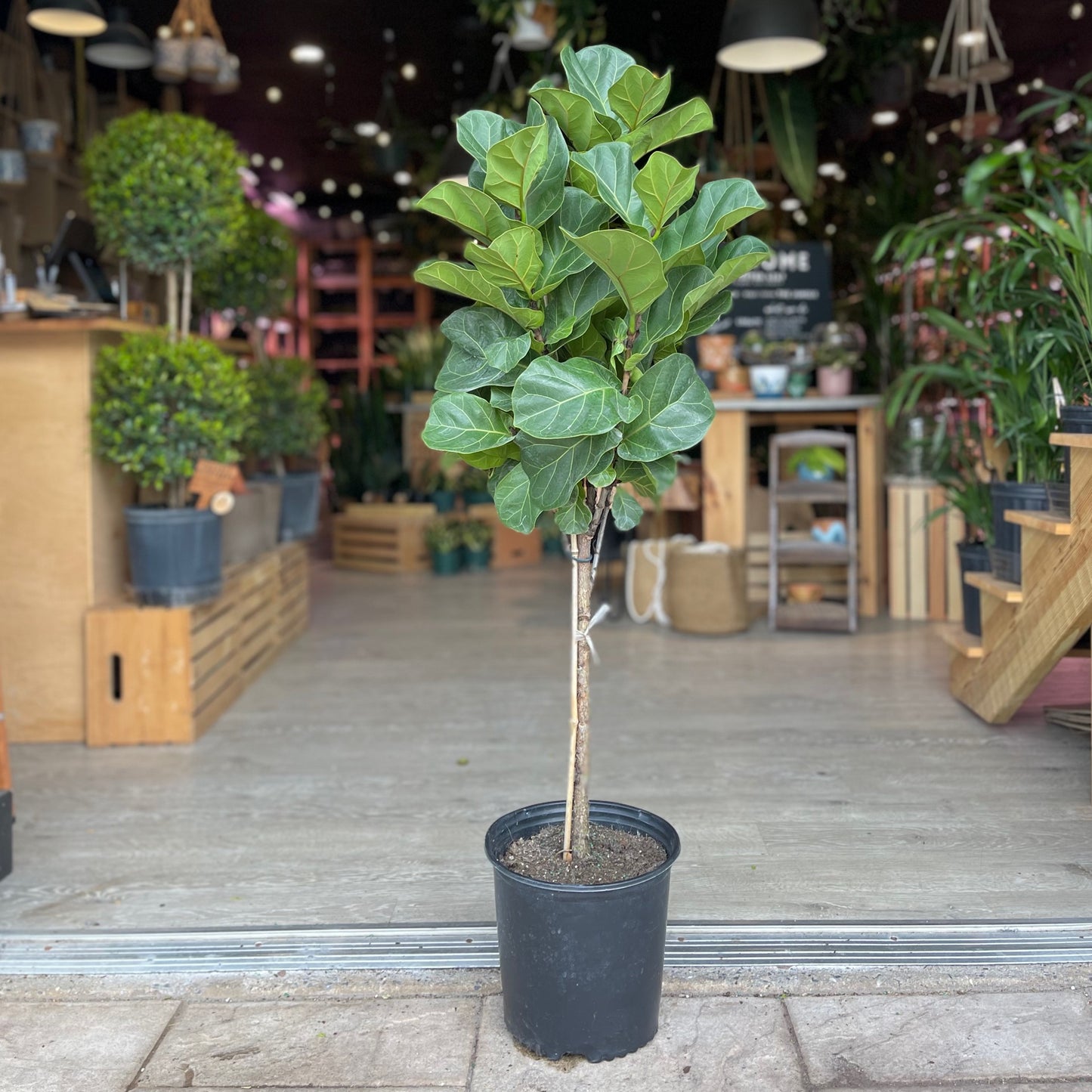 Ficus Little Sunshine Column 10" (Fiddle Leaf Fig)