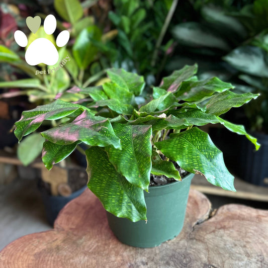 Calathea Musaica 6"