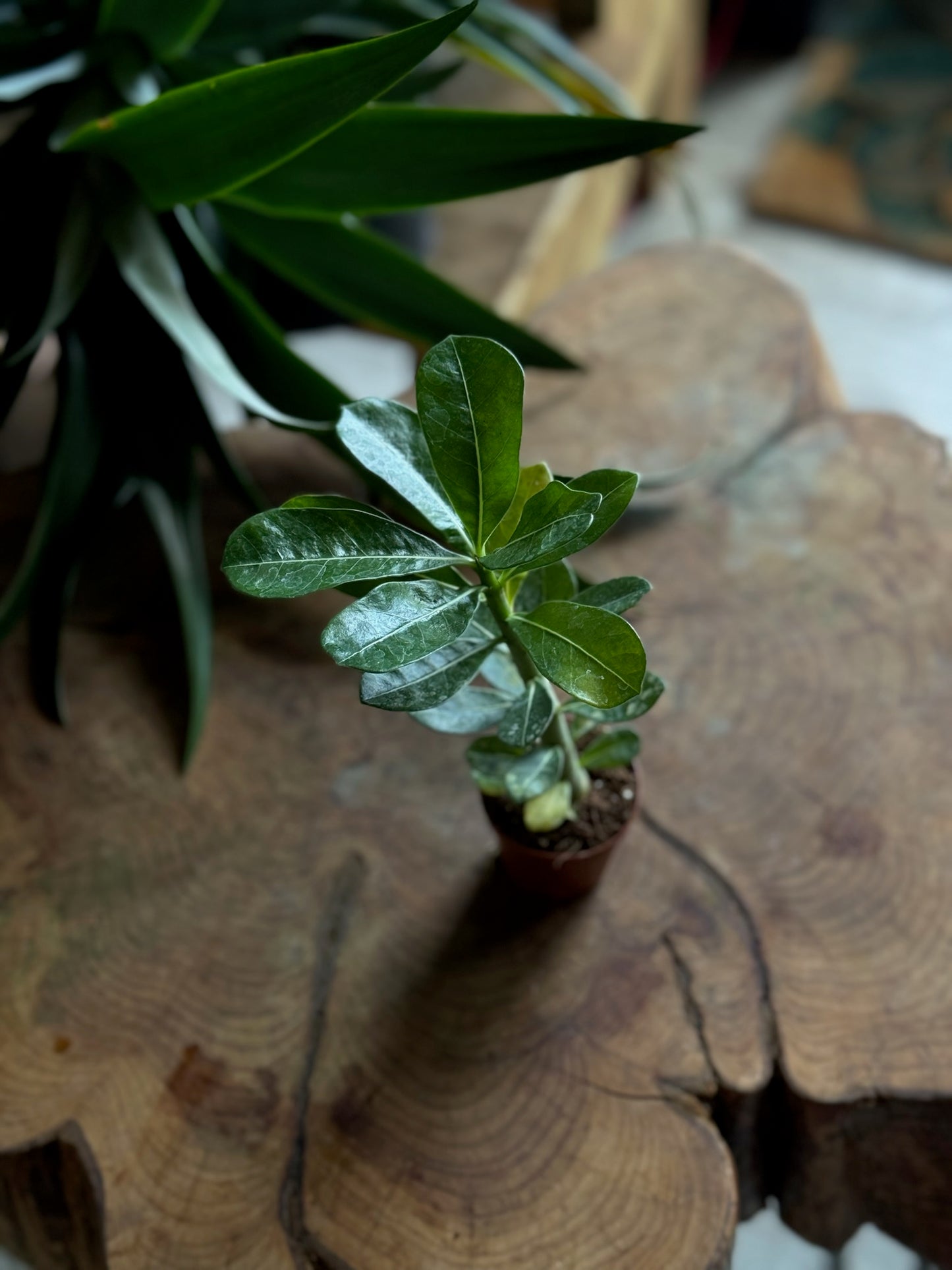 Desert Rose 2”