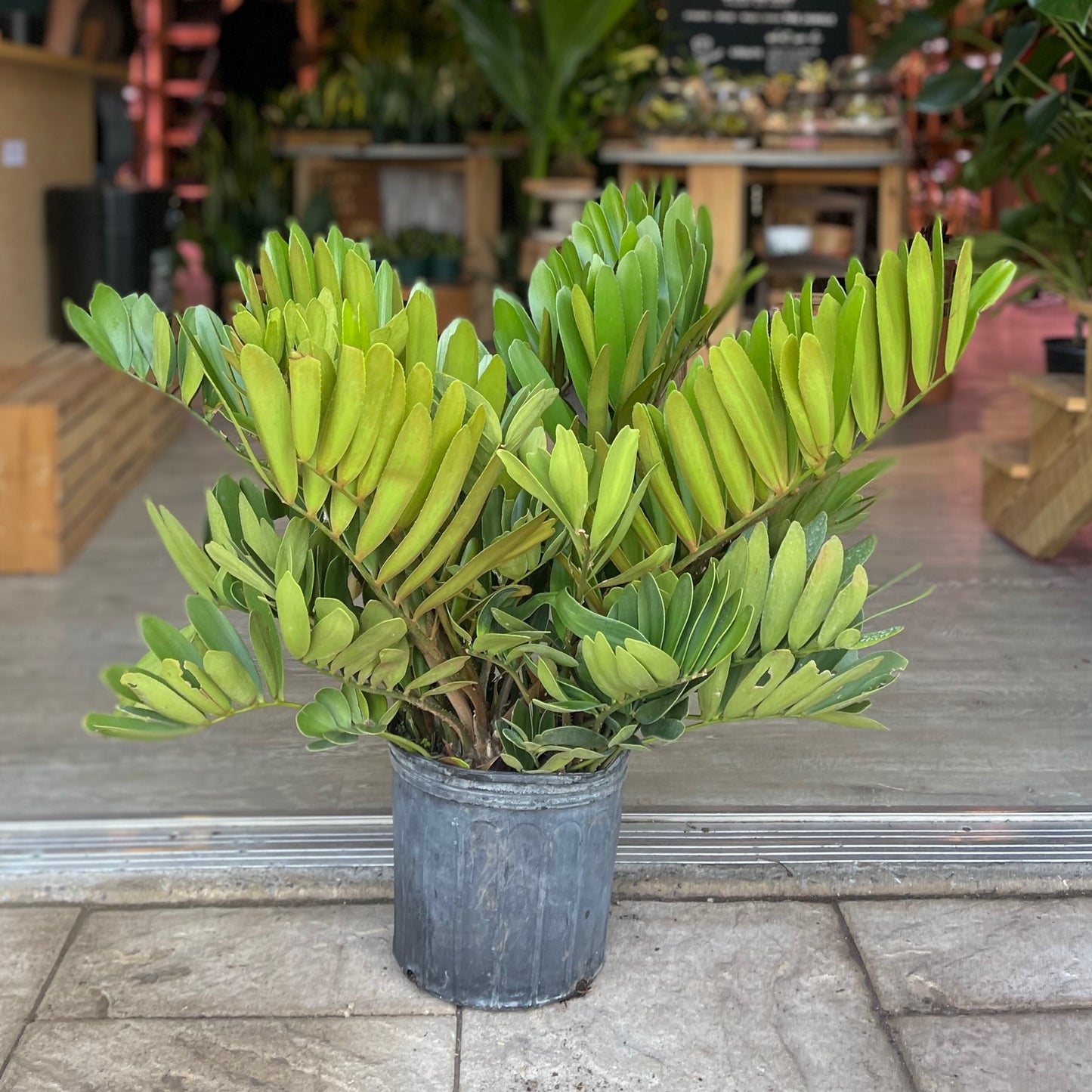Cardboard Palm (Zamia Furfuracea) 10”