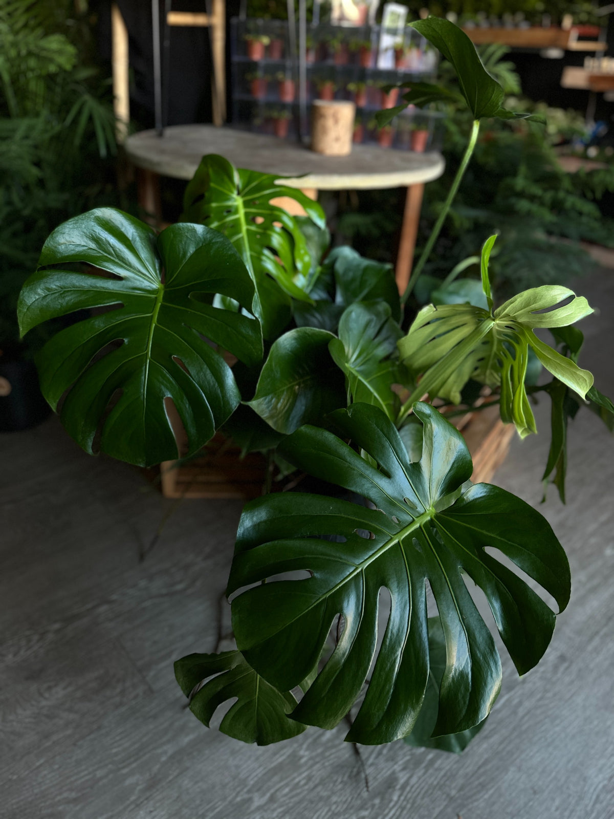 Monstera Deliciosa 10"