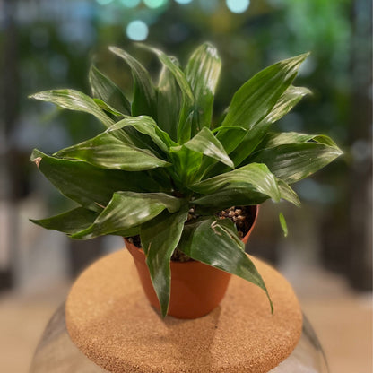 Dracaena Tornado 4”