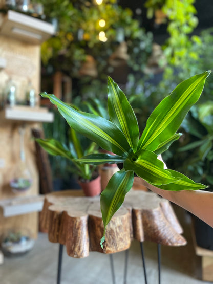 Dracaena Giganta 4”