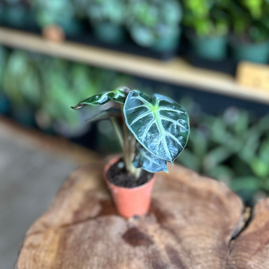 Alocasia Hearth Balloon 2"