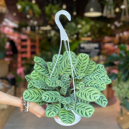 Prayer Maranta Amagris 8” HB
