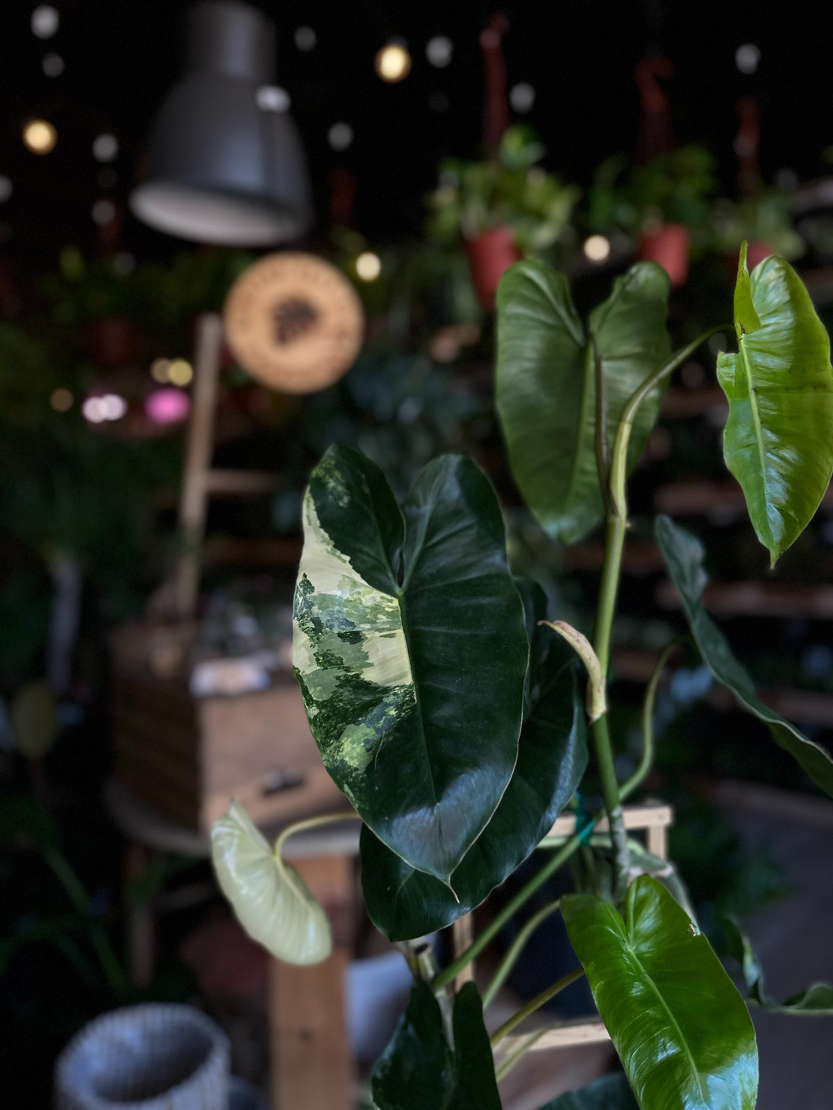 Philodendron Burle Marx Variegated 8"