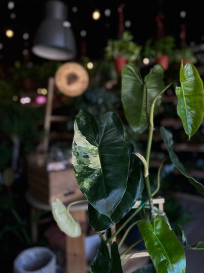 Philodendron Burle Marx Variegated 8"