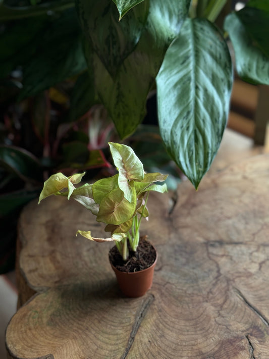 Syngonium Neon Pink 2”