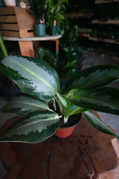 Aglaonema Green Bowl 6"
