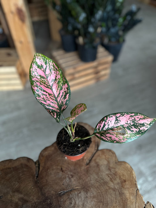 Aglaonema Lady Valentina 4"
