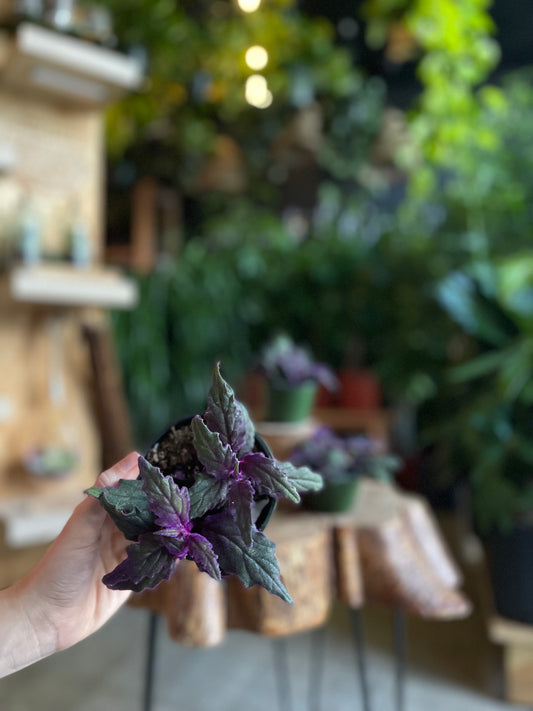 Gynura Purple Passion 4”