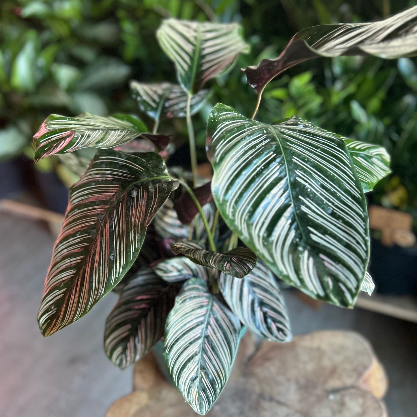 Calathea Ornata (Pinstripe) 8”