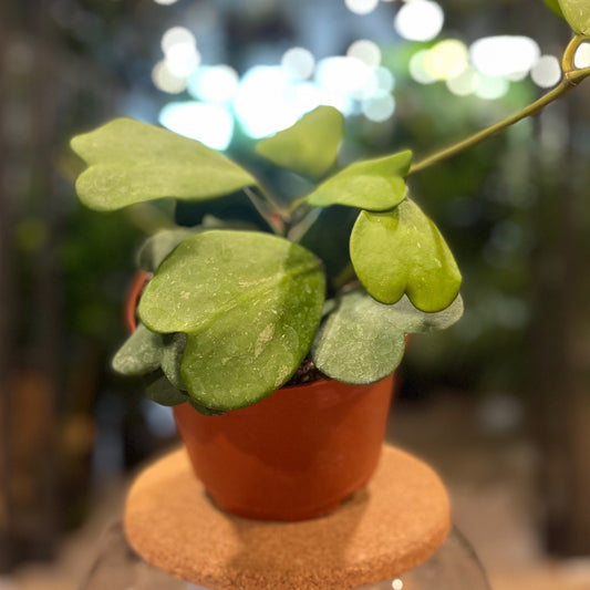 Hoya Kerri 6"