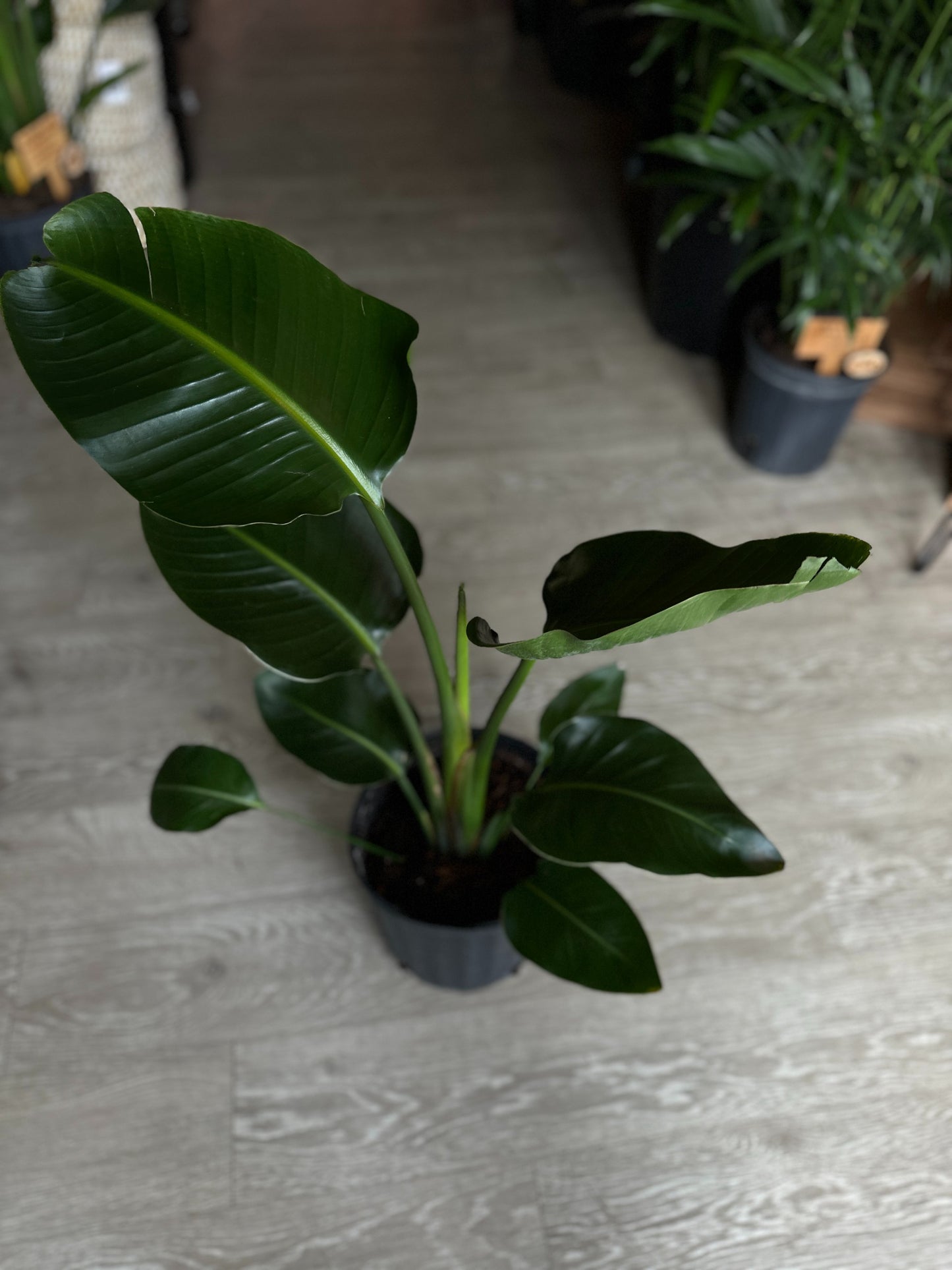 Bird of Paradise 8”