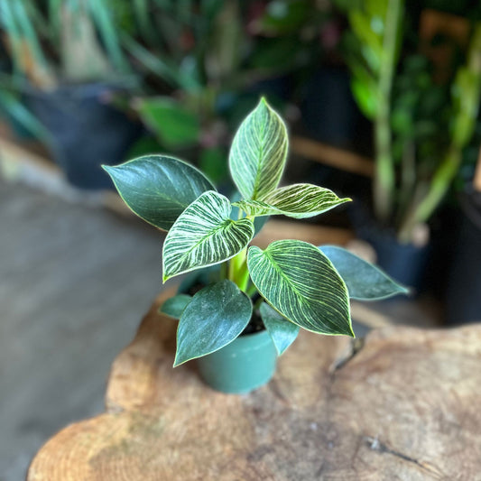 Philodendron Birkin 4"