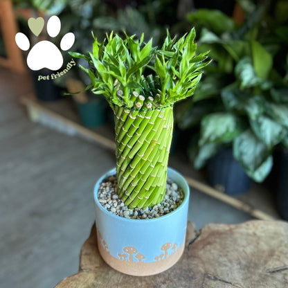 Bamboo Tornado In Pot 6"