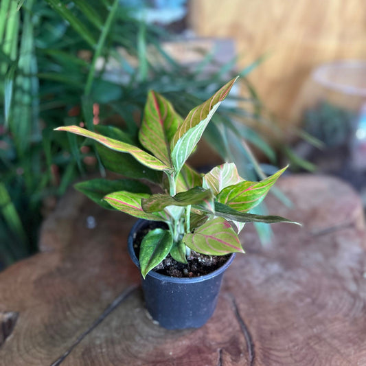 Aglaonema Red Vein 4"