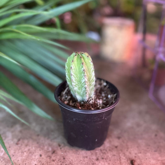 Polaskia Chichipe 4"
