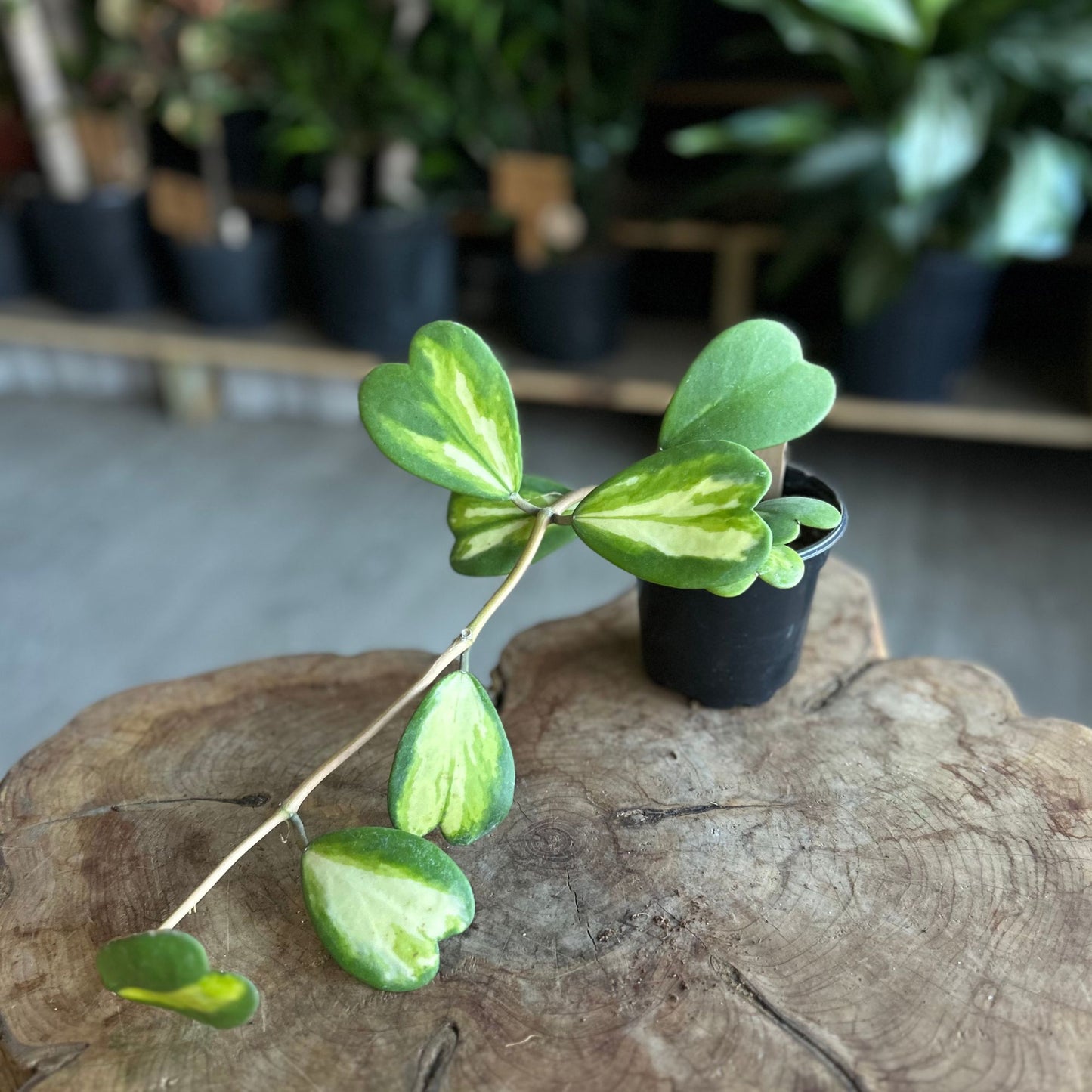 Hoya Kerrii (Heart) 4”
