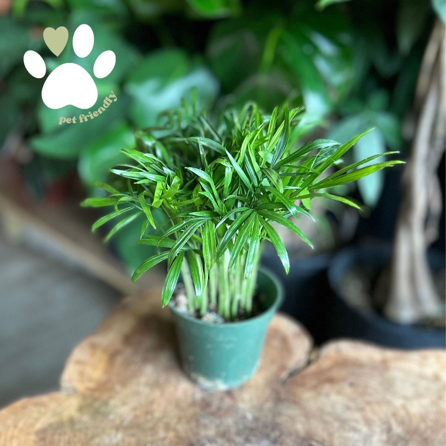 Bella Palm 4”