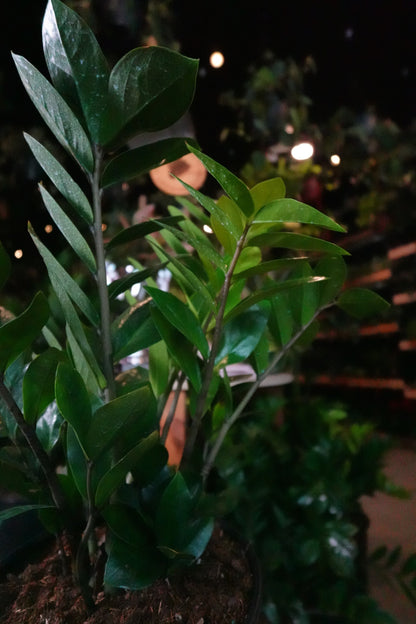 ZZ Plant 8"