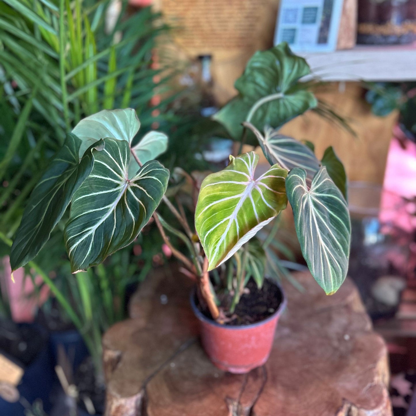 Philodendron Gloriosum 6"