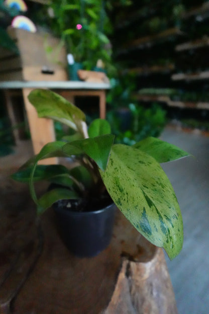 Philodendron Congo Mint Marble 4"