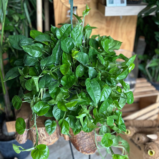 Pothos Emerald HB 8”