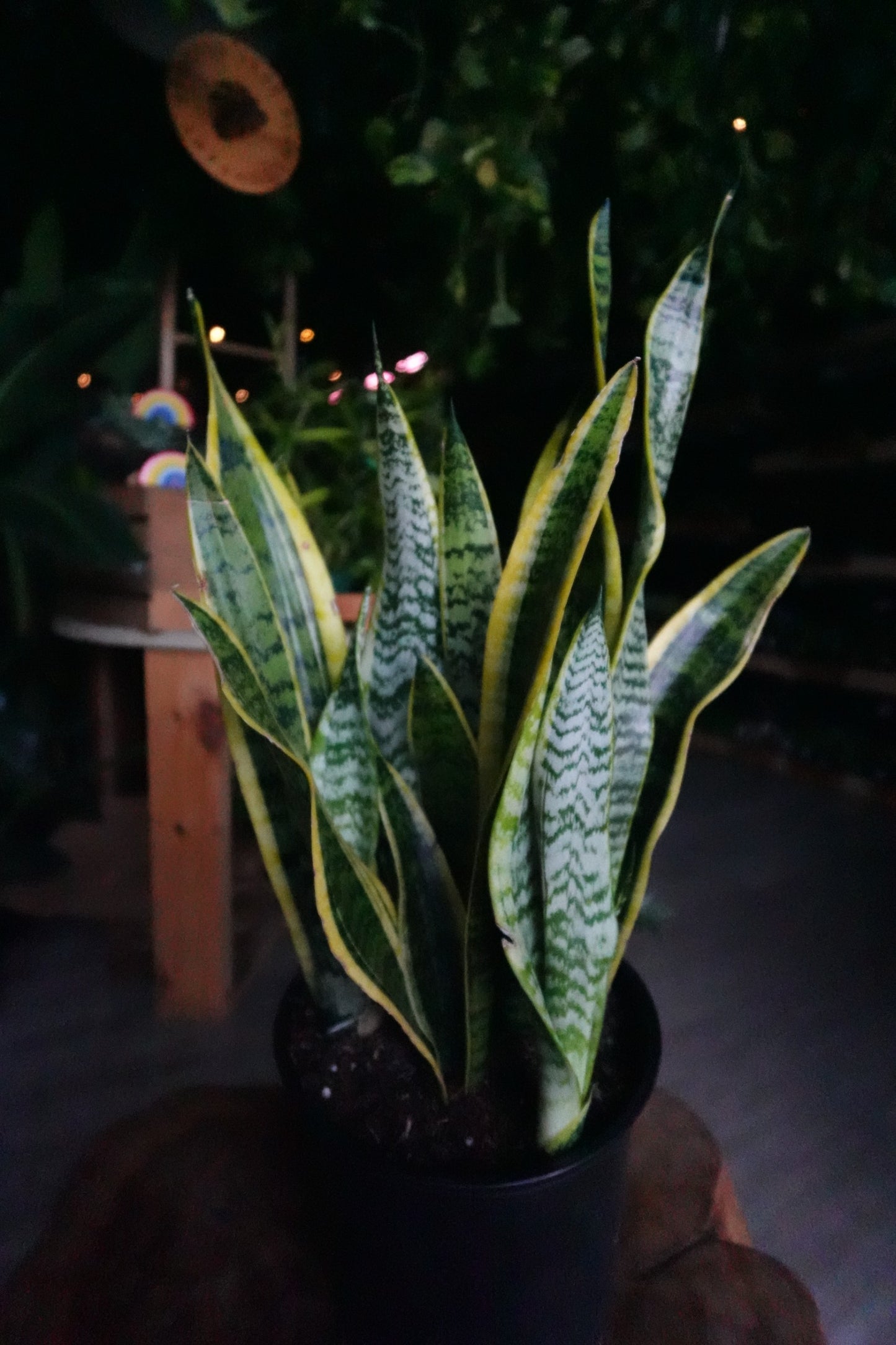 Sanseveria Laurentii (Snake Plant) 10"