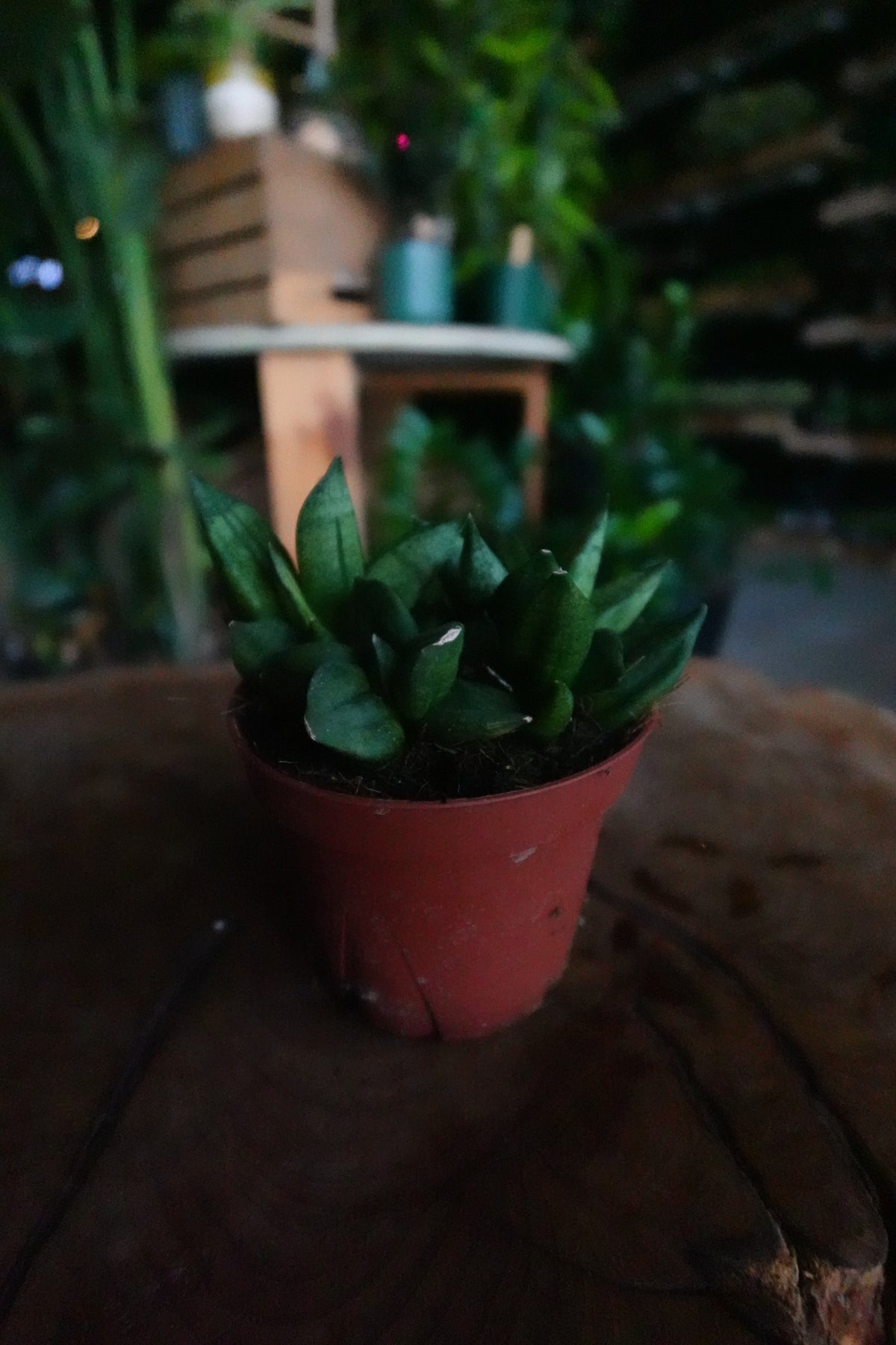 Sansevieria Pyramid 4"