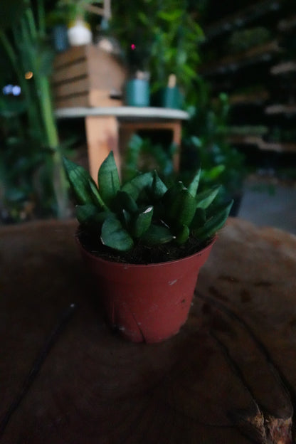 Sansevieria Pyramid 4"