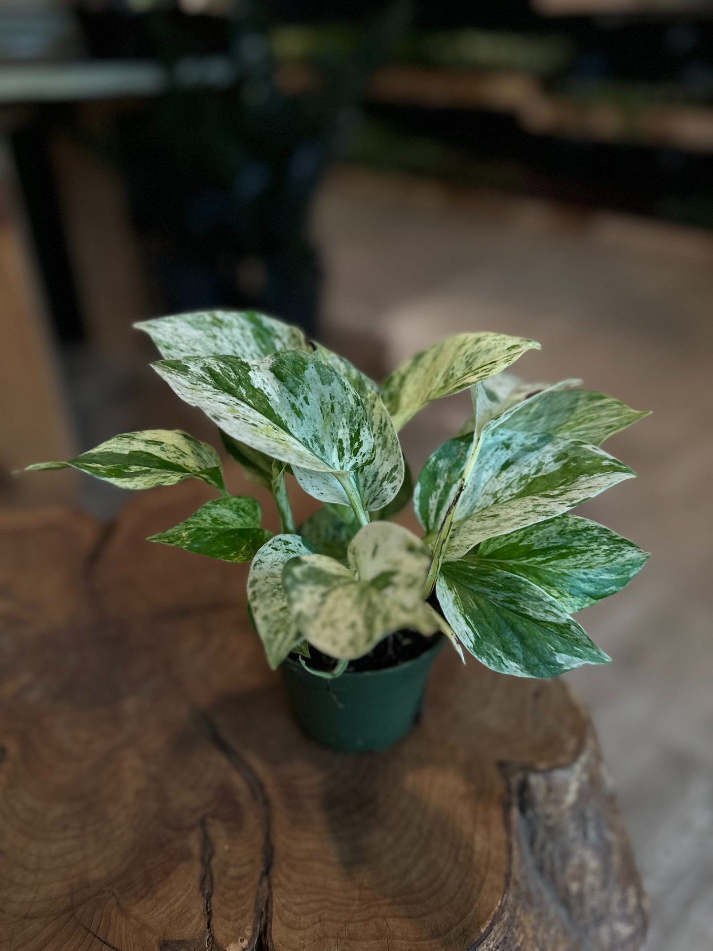 Snow Queen Pothos 4"